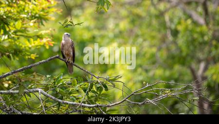 Juvenile Brahminy Kite perched on a tree branch, green foliage in the background. Stock Photo