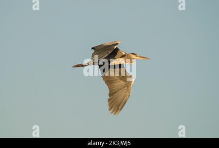Grey heron, (Ardea cinerea)  in flight, Andalucia, Spain. Stock Photo