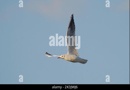 Black-headed gull (Chroicocephalus ridibundus) in flight, flying gull, Andalusia, Spain. Stock Photo