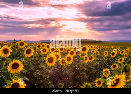 Scenic view of sunflower field in Provence south of France against dramatic sunset sky during summer Stock Photo