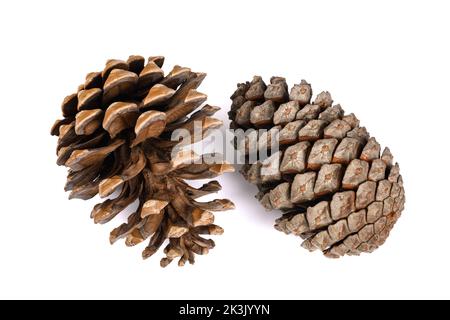 Two Pine cones  isolated on white background Stock Photo