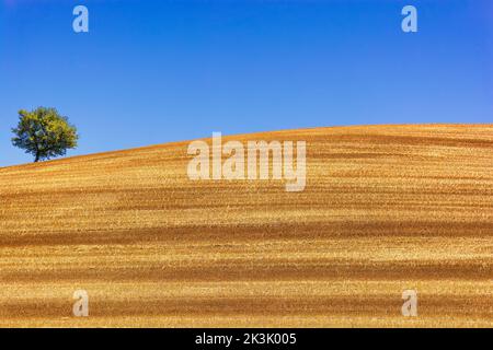 Scenic view of harvested wheat field in Provence south of France with almond tree during summer against blue sky Stock Photo