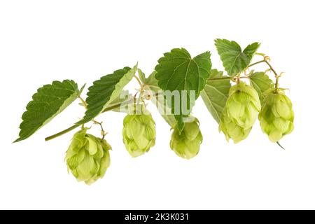 Hop branch  with leaves isolated on white baxkground Stock Photo