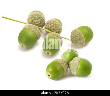 Common oak ( Quercus robur) acorns isolated on white background Stock Photo