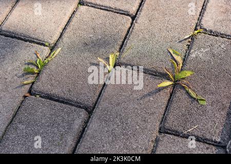 High angle view of pavement of footpath with small weeds growing from Stock Photo