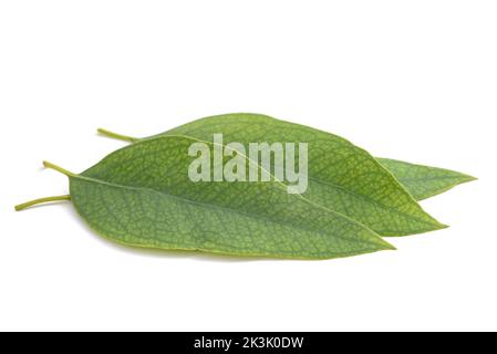 Eucalyptus leaves isolated on white background Stock Photo