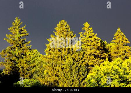 Mature Norway and White spruce trees in a late afternoon sun in Pennsylvania's Pocono Mountains Stock Photo