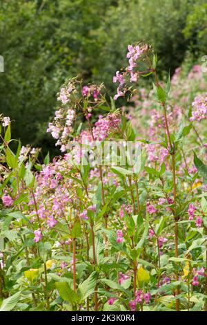Himalayan balsam, Indian Balsam, Impatiens glandulifera, invasive plant in large patch on bank of River Rother, Midhurst, Sussex, July