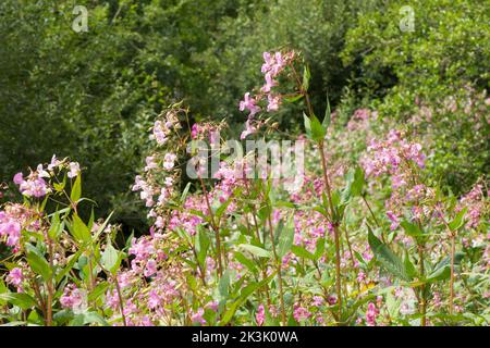 Himalayan balsam, Indian Balsam, Impatiens glandulifera, invasive plant in large patch on bank of River Rother, Midhurst, Sussex, July Stock Photo