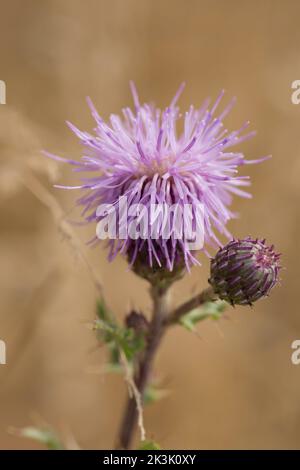 Lesser knapweed, Common knapweed and Black knapweed., Centaurea nigra, close-up of single flower, Sussex, July Stock Photo