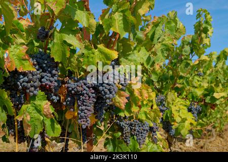 Black grapes ready for picking. Stock Photo