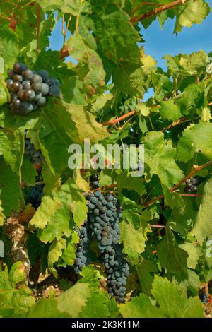 Black grapes ready for picking. Stock Photo