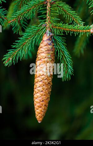 A naturalized Norway Spruce in Pennsylvania;'s Pocono Mountains with a mature cone Stock Photo