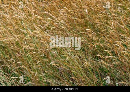 Sweet Vernal Grass. growing in a natural meadow in Pennsylvania's Poconoi Mountains Stock Photo