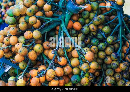 Orange betel nuts or Areca catechu nut fruit bunches in its palm tree. Betel nut is the seed of the fruit of the areca palm. Areca nut aka betel nut. Stock Photo