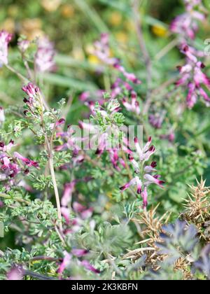 Common Ramping-Fumitory (Fumaria muralis) flowering on a coastal headland, with thin stems supported by surrounding Gorse bushes, Cornwall, UK, April. Stock Photo