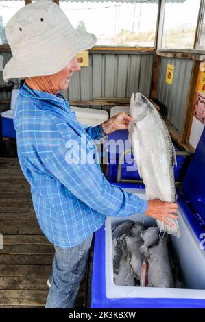 A staff member checks the quality of a salmon from the freezer at the family-run salmon farm, High Country Salmon, on the Pukaki-Tekapo canal where vi Stock Photo