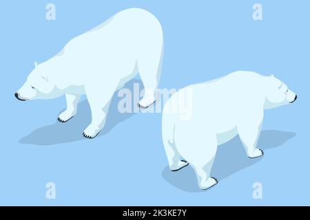 Isometric polar bear isolated on the background. The largest extant bear species, as well as the largest extant land carnivore Stock Vector
