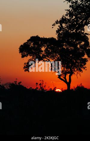 The sun going behind big trees over the African savanna makes for a wonderful orange sunset in clear skies. Stock Photo
