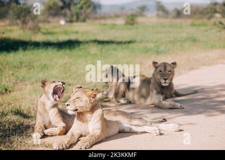 Lions pose at the Lion & Safari Park just a short drive from the O.R. Tambo airport in Johannesburg, South Africa. Stock Photo