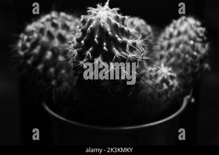 Illustrated cactus on a black background,photo made in black and white Stock Photo