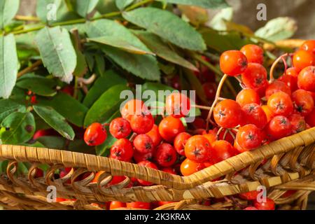 Still life of ripe berries in a wicker basket. Food on a dark background close-up Stock Photo