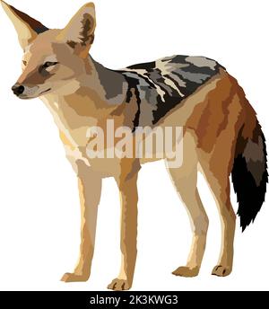 Realistic jackal isolated vector illustration wild animal. Stock Vector