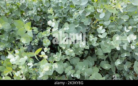 Fresh Eucalyptus Gunnii background. Cider Gum growing on garden Stock Photo