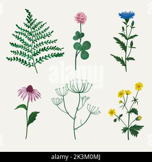 Beautiful floral set with watercolor hand drawn summer wild field flowers. Stock illustration. Clip art. Botanical colorful hand drawn illustration. Stock Photo