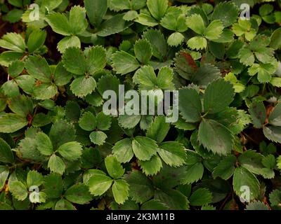 Close up of the evergreen herbaceous perennial low growing garden plant species Fragaria chiloensis or beach strawberry leaves. Stock Photo
