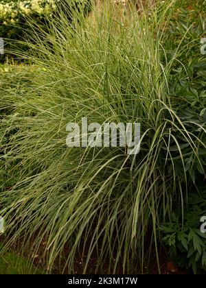 Close up of the deciduous perennial ornamental garden grass Miscanthus sinensis Morning Light or eulalia morning light, a hardy compact clump forming. Stock Photo