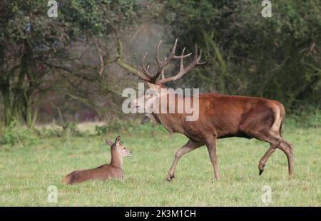 A majestic Red Deer Stag (Cervus elaphus)  running with enormous antlers. With a female and  roaring during the rutting season. Suffolk,  UK. Stock Photo