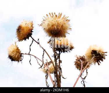 Close up of brown dried withered thistle-like flower-heads of the Cynara cardunculus Cardoon or prickly artichoke thistle seen in the garden in the UK. Stock Photo