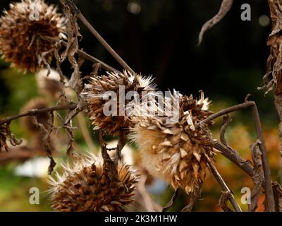 Close up of brown dried withered thistle-like flower-heads of the Cynara cardunculus Cardoon or prickly artichoke thistle seen in the garden in the UK. Stock Photo