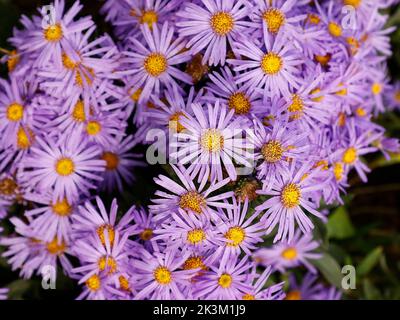 Close up of the late summer and autumn flowering showy flowering garden plant Aster amellus King George seen in the garden in the UK in late summer. Stock Photo