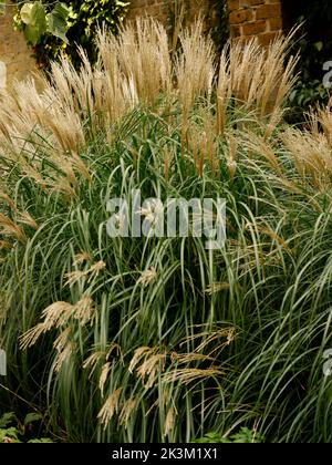 Close up of the graceful ornamental and clump-forming garden grass Miscanthus sinensis 'Little Kitten', Dwarf Maiden Grass, seen in the UK. Stock Photo