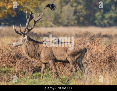 A majestic Red Deer Stag (Cervus elaphus) with a jackdaw hitching a ride against the autumn colours during the rutting season . Suffolk, UK Stock Photo