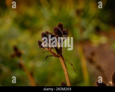 Close up of the dried flowerheads on the stems of the evergreen perennial Eryngium agavifolium or agave-leaved seaholly, seen in the UK in late summer. Stock Photo