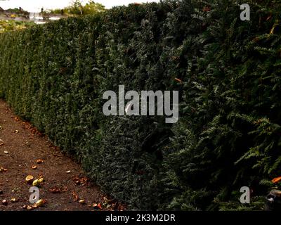 Close up of a formal trimmed evergreen garden hedge of the conifer tree Taxus baccata or English Yew, seen in the UK. Stock Photo