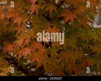 Close up of orange red leaves of Acer palmatum seen in the UK i n late September. Stock Photo