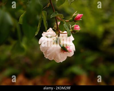 Close up of the repeat flowering English climbing rose The Generous Gardener with very fragrant pale pink semi-double flowers seen in the UK. Stock Photo