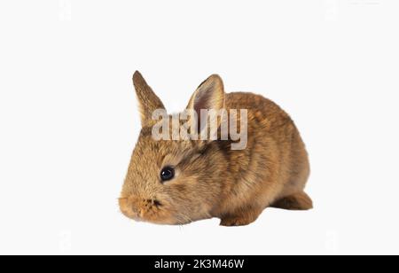 red rabbit isolated on white Stock Photo