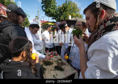 Ultra-Orthodox Jewish pilgrims perform rituals during the celebration ...