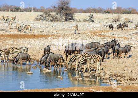 A Huge group of animals including wildebeest, Zebra and Springbok come to drink at Okakeujo Waterhole in Etosha National Park, Namibia Stock Photo