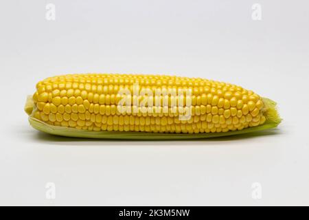 Single ear of corn isolated on white background. Isolated. Package design element. Sweet corn with husk. Close-up Stock Photo
