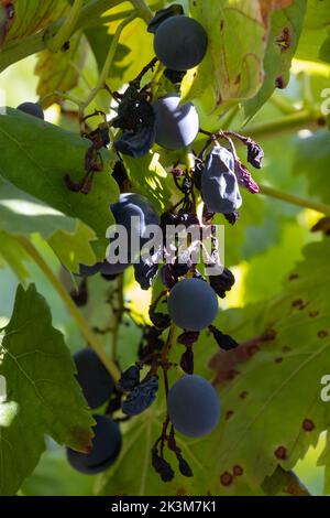 Dry grapes due to lack of rain during a drought Stock Photo