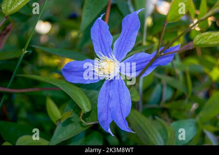 Blue clematic macro. Atragene Alpine flowers in a garden.