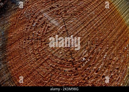 Close up of a cross section of a freshly cut log for background Stock Photo