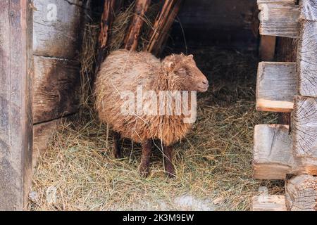 Goat with big horns is standing on white background and looking at the camera. Winter day in rustic village. Lamb and ewe farm. Stock Photo