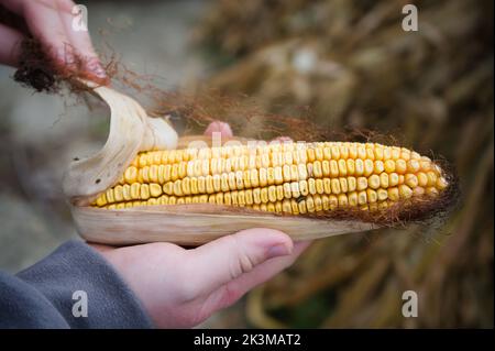 An Ear of Dried Corn on the Cob Stock Photo